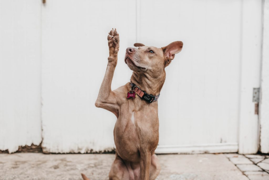 brown dog wearing a red collar raises a paw